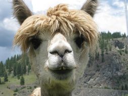 unusually handsome Alpaca Animal