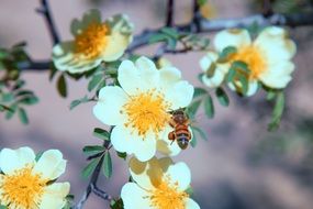 bee pollinates flowers close-up on blurred background