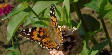 tiger butterfly in a flower garden