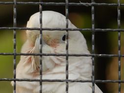 Goffins Cockatoo