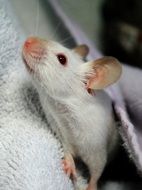 white fancy mouse
