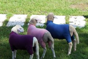 three sheep in colorful costumes