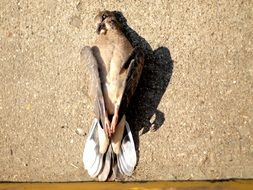 Dead Bird