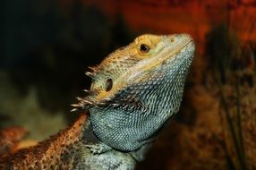 portrait of a bearded lizard on blurred background