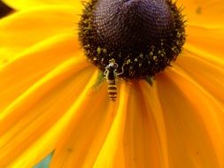 small fly on Rudbeckia flower
