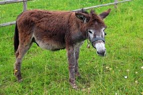 grazing brown donkey