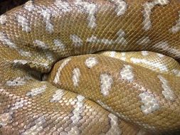 closeup photo of Exotic big Snake