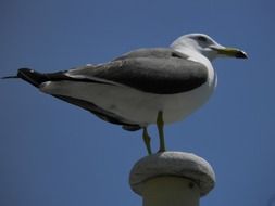 seagull in the seaport close up