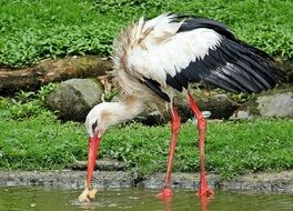 irresistible Stork Bird