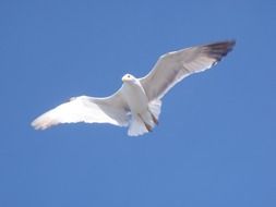 white seagull with a black wing in flight