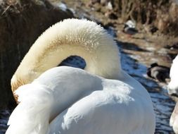 long neck swan