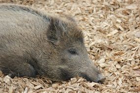 boar relaxing on the sawdust