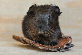 portrait of a brown guinea pig