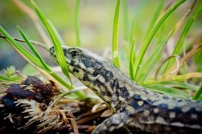 lizard on the ground