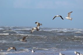 seagulls over the water