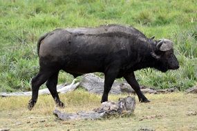 buffalo safari in kenya