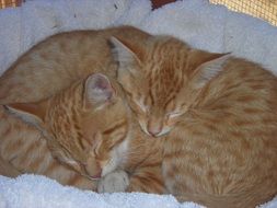 portrait of two young ginger cats sleep together