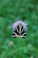 cute lovely tiger Butterfly