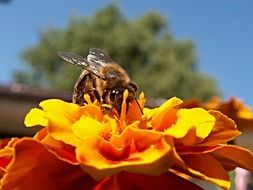 Honey Bee collects pollen