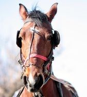 brown horse head closeup