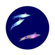 Colorful squids clipart
