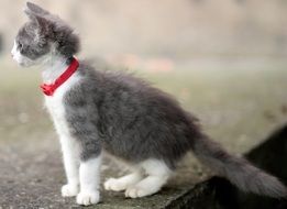 little kitty with a red collar