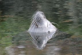 sea lion's snout in the water