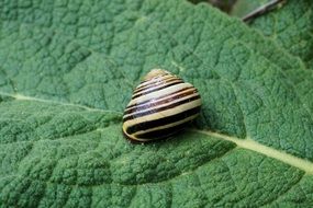 tabby snail shell