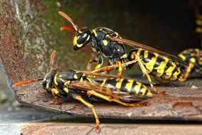 two wasps on rusty dishes