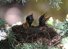 little chicks in a nest on a Christmas tree