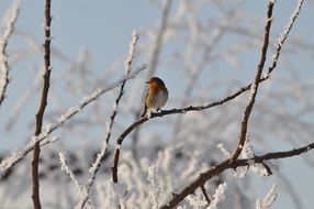 Robin bird in garden