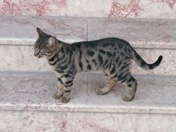 cute Mackerel cat at stairs portrait