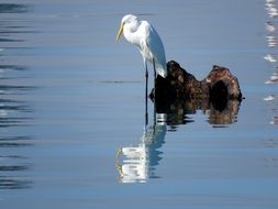 heron stands near a stone in the water