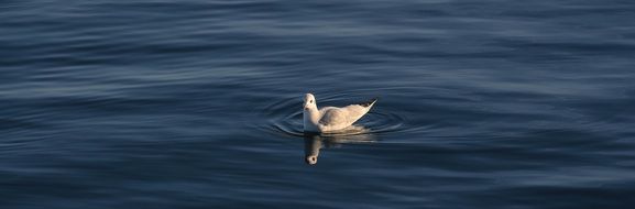 a seagull swims on the sea