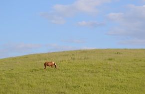 Landscape with the horse