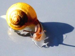 wet yellow snail