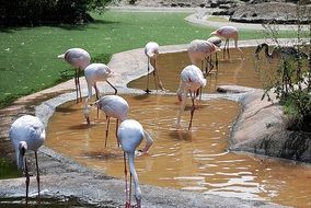 Group of the flamingos