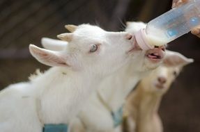 feed milk from a bottle of small goats on a farm
