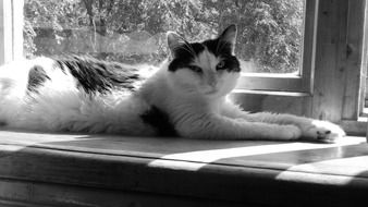 black and white cat on the windowsill