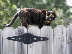 angry Cat on the fence