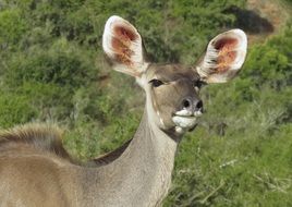 wild animal on a background of green grass