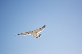 seagull flies under the sky