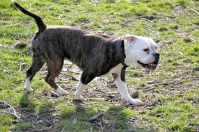 thoroughbred dog on the grass on a sunny day