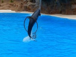 jumping dolphin in a show