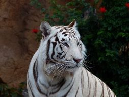 portrait of noble white tiger