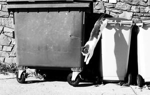 cat jump by Trash
