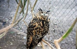 Owl Bird watching Wildlife portrait