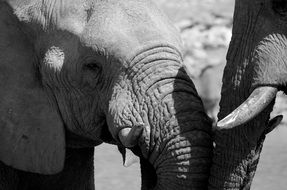 two elephants touching with trunks, black and white, africa, namibia, etosha