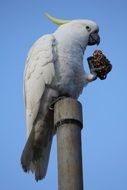 photo of Cockatoo Bird in Nature