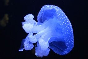 Jellyfish live in aquarium